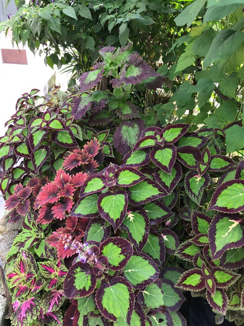 Pokok Keratan Ati Ati Home Furniture Gardening On Carousell