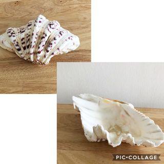 Shell Used as a Soap Holder