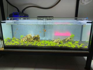 (Category: ) located in . Submitted by geopum07 (Listing ID 1028506497, Image 1). Description: .