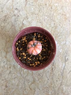 (Category: ) located in . Submitted by luckypot88 (Listing ID 1028560437, Image 1). Description: .