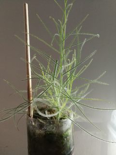 (Category: ) located in . Submitted by smallplantsforsale (Listing ID 1028421448, Image 1). Description: .