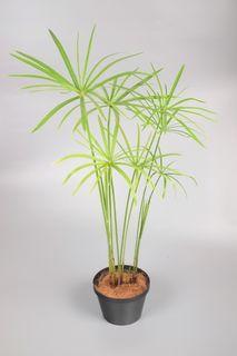 Cyperus Umbrella Plant