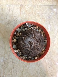 (Category: ) located in . Submitted by luckypot88 (Listing ID 1028557578, Image 1). Description: .