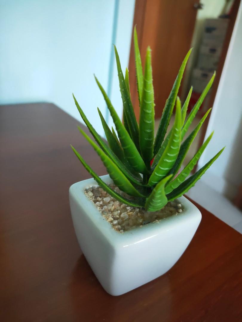 Lil Prick succulent planteroffice decor