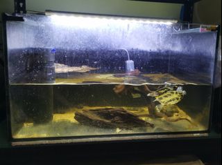 (Category: ) located in . Submitted by isopork.insectoids (Listing ID 1028551081, Image 1). Description: .
