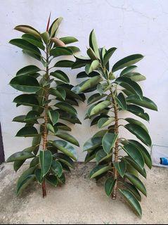 Cutting Sales Flowers Plants Carousell Philippines