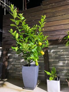 （分類：）位於 。 由 manmanchoy 提交（商品編號 1028661168，圖片 1）。簡介： 。
