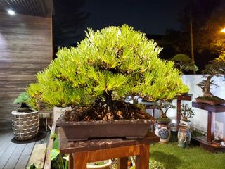 (Category: ) located in . Submitted by pan_bonsai (Listing ID 1028614565, Image 1). Description: .