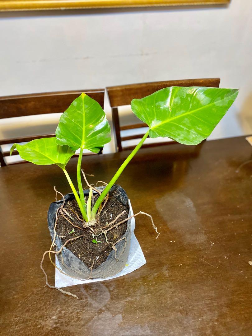 Philodendron Imperial Green Gardening Flowers Plants On Carousell