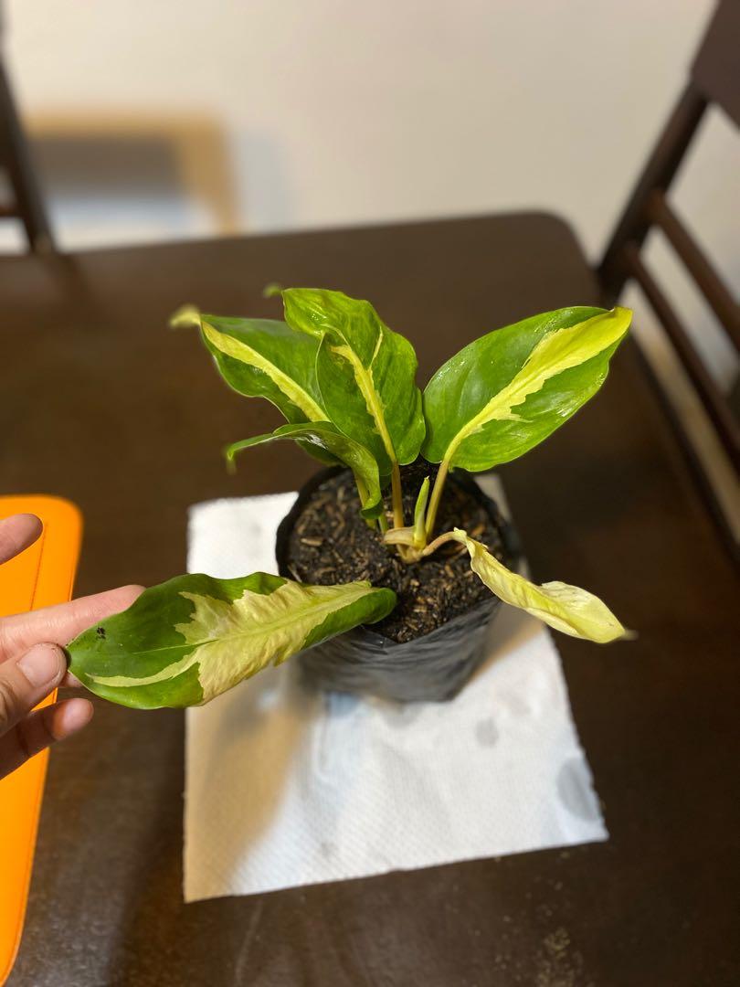 Philodendron Thai Sunrise Gardening Flowers Plants On Carousell