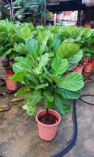 (Category: ) located in . Submitted by urban.cultivar (Listing ID 44687272, Image 1). Description: .