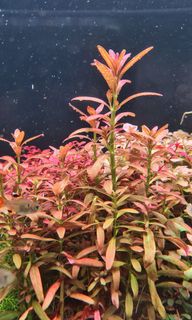 (Category: ) located in . Submitted by farminglious (Listing ID 1028619368, Image 1). Description: .