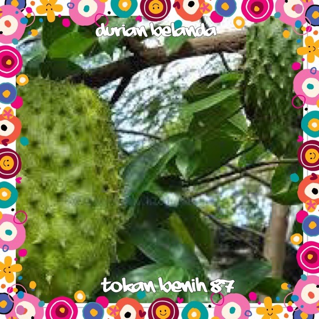 Anak Pokok Durian Belanda Home Furniture Gardening On Carousell