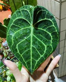 （分類：）位於 。 由 icysoshy 提交（商品編號 1028922237，圖片 1）。簡介： 。
