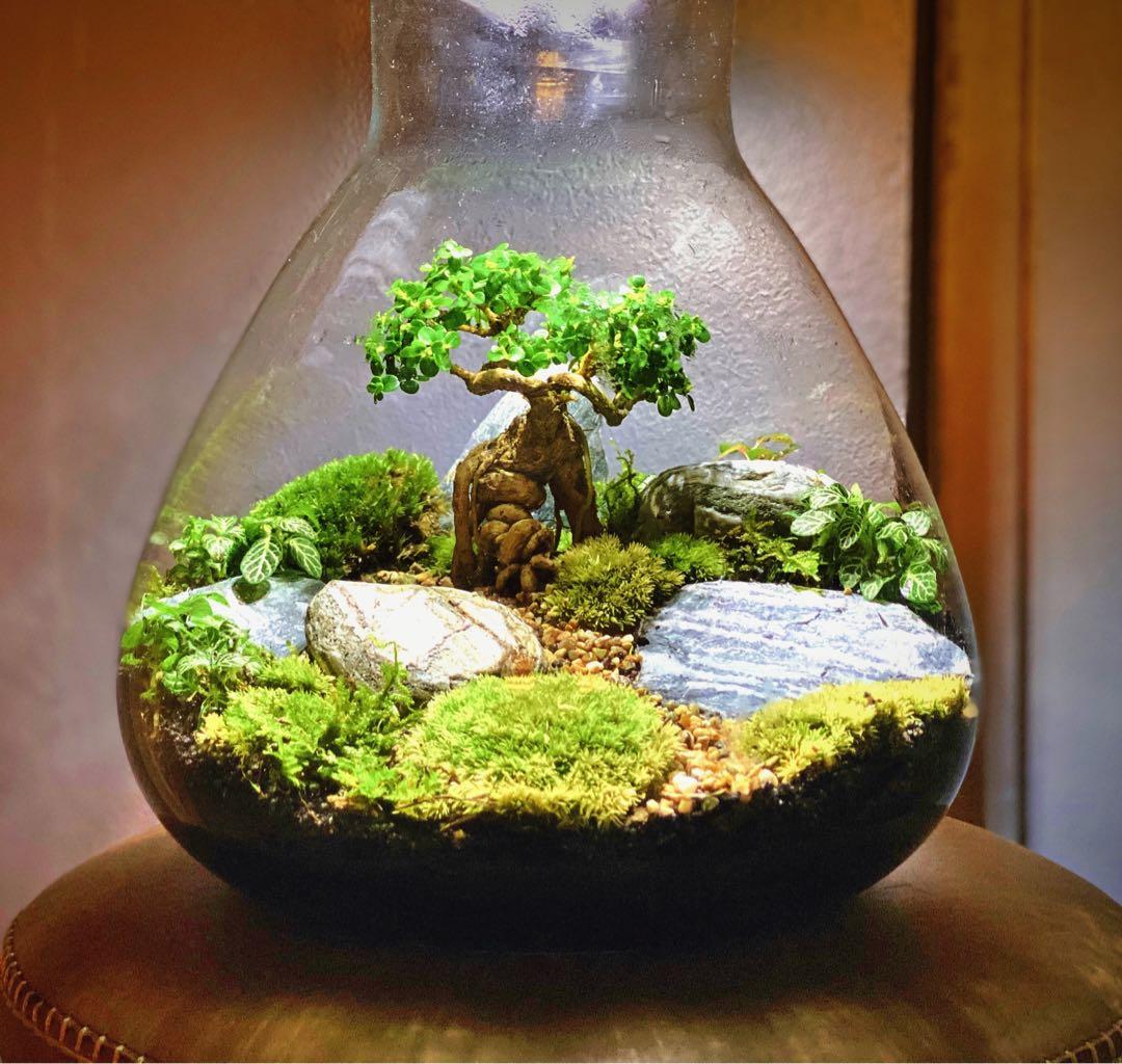 Bonsai Garden Terrarium Furniture Home Living Gardening Plants Seeds On Carousell