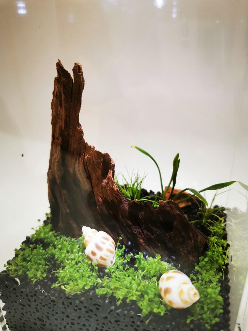 Closed Terrarium / Mini Aquatic fish tank with Aquatic Plants and