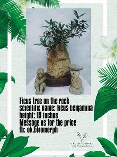 FICUS TREE ON THE ROCK BONSAI FOR SALE