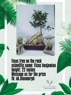 FICUS TREE ON THE ROCK BONSAI FOR SALE