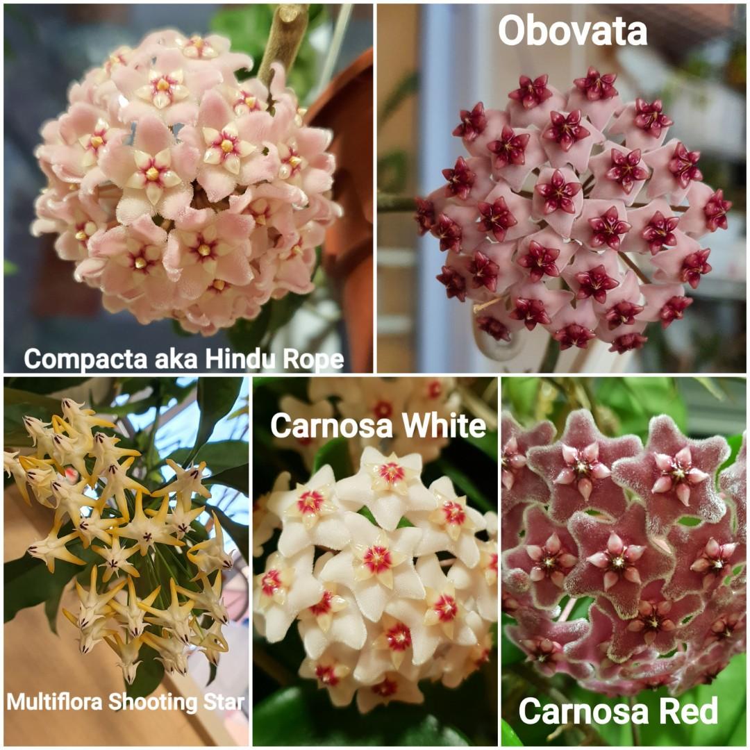 Hoya cuttings(not rooted) FOR SALE , Furniture & Home Living