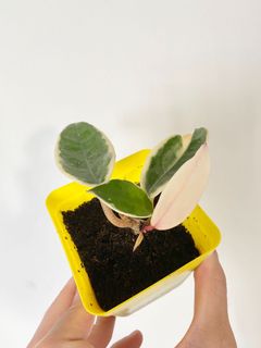 (Category: ) located in . Submitted by allplantstuff (Listing ID 1028819346, Image 1). Description: .