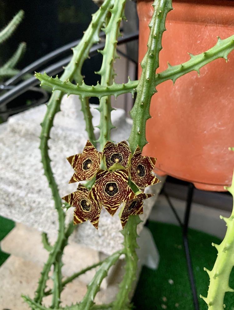 Huernia Red Lifesaver Succulent Cacti Plant For Sale Furniture Home Living Gardening Plants Seeds On Carousell