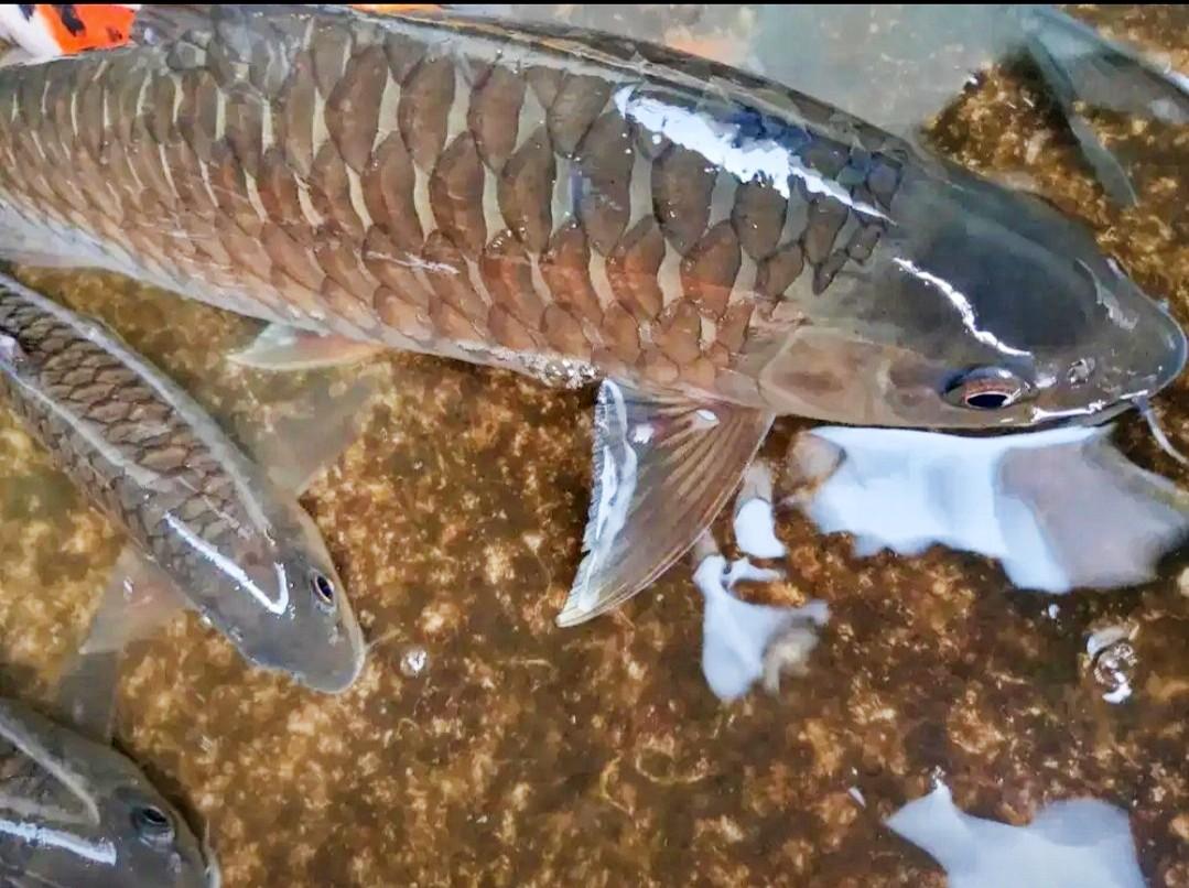 Ikan Dewa Mahseer Kelah Jurung Torsoro Semah Batak Komunitas Di Carousell