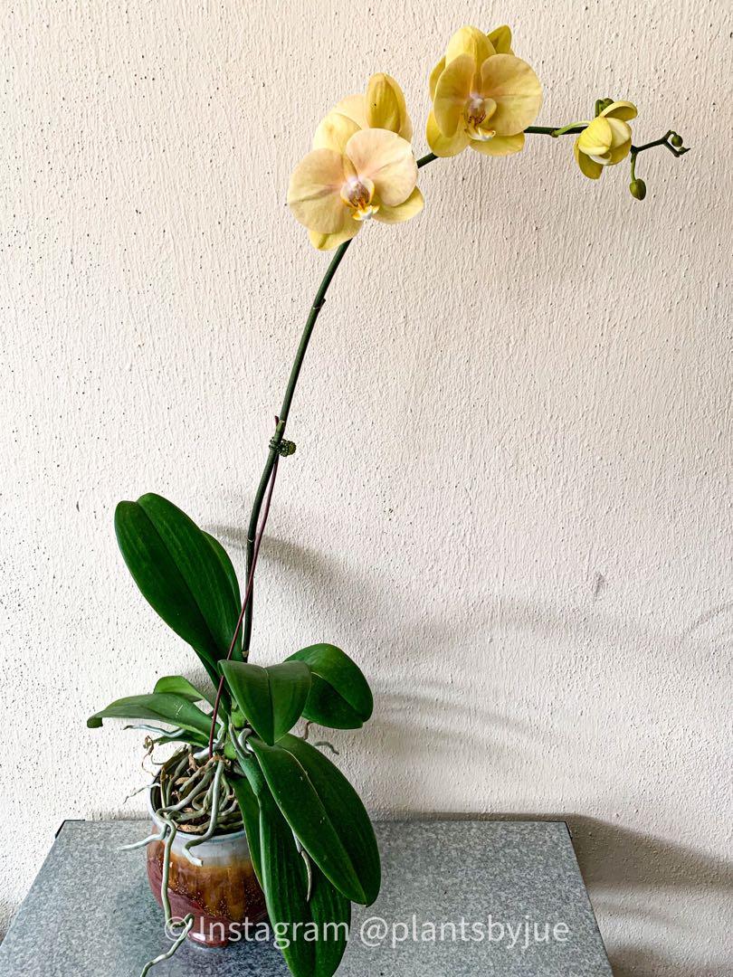 Live Orchids Home Furniture Gardening On Carousell