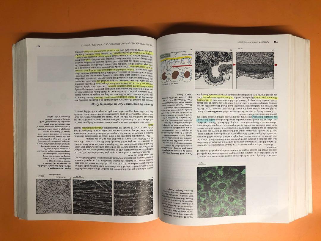 Molecular Biology of the Cell (4th edition), Hobbies & Toys, Books