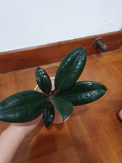 (Category: ) located in . Submitted by 88treasures (Listing ID 1029110567, Image 1). Description: .