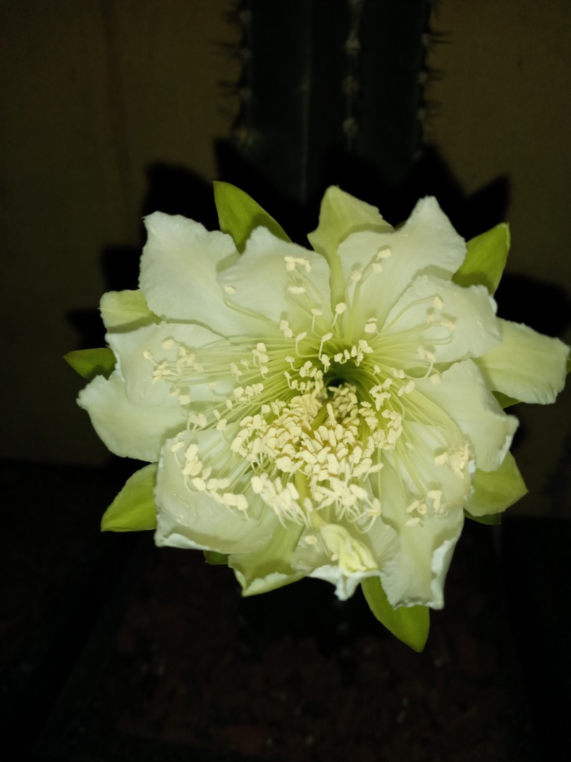 Cereus Long Cactus Gardening Flowers Plants On Carousell