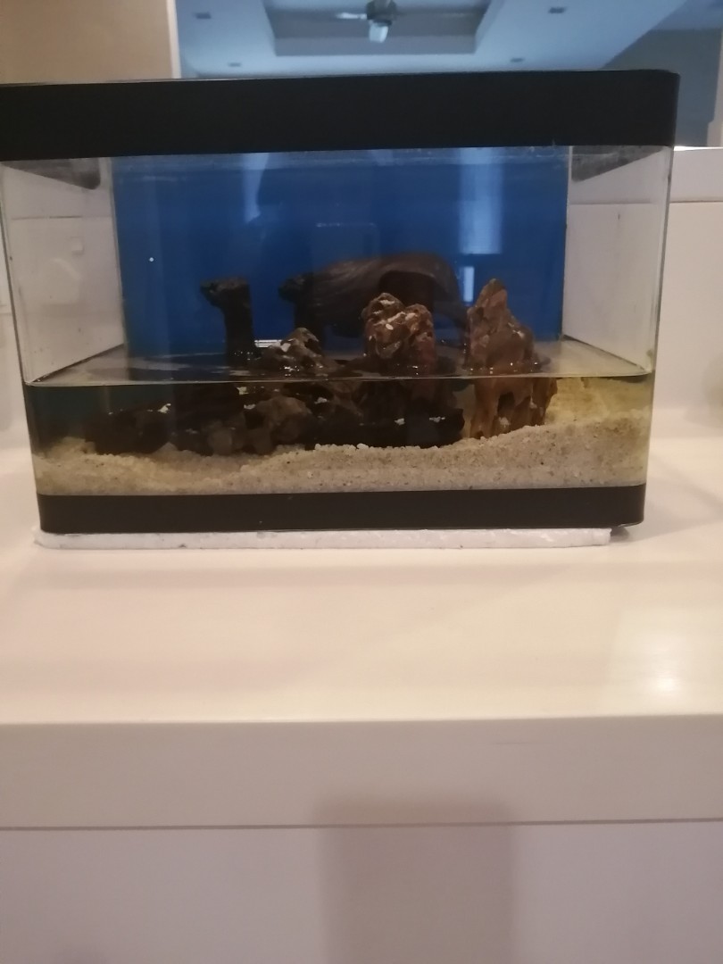 Aquarium with one piece side and front glass, Pet Supplies, Homes ...