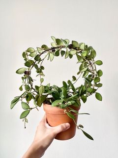(Category: ) located in . Submitted by allplantstuff (Listing ID 1028943955, Image 1). Description: .