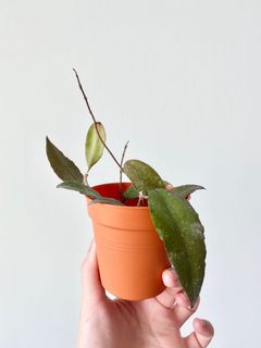 (Category: ) located in . Submitted by allplantstuff (Listing ID 1028985904, Image 1). Description: .