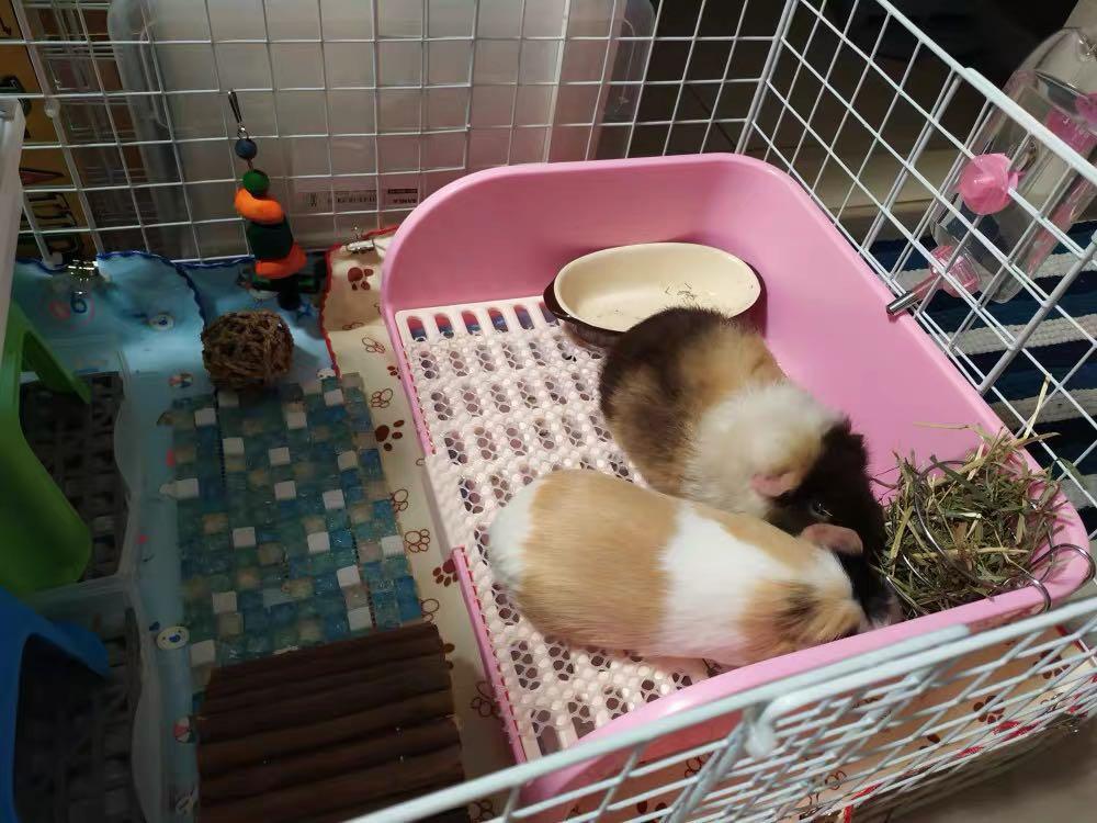 Guinea discount pig potty