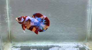 Ikan Cupang Cantik Halfmoon Serba Serbi Others Di Carousell