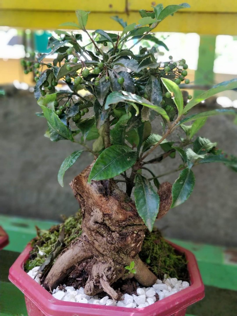 Money Tree Bonsai, Furniture & Home Living, Gardening, Plants & Seeds