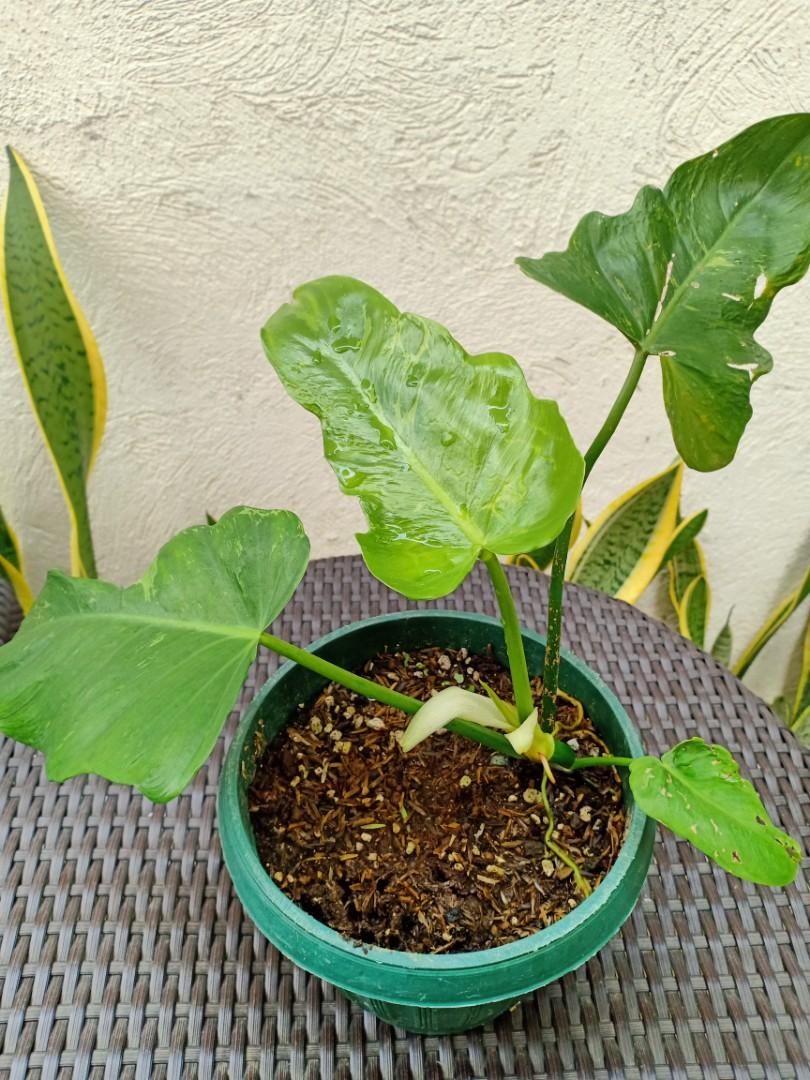 Philodendron Green Dragon Gardening Flowers Plants On Carousell