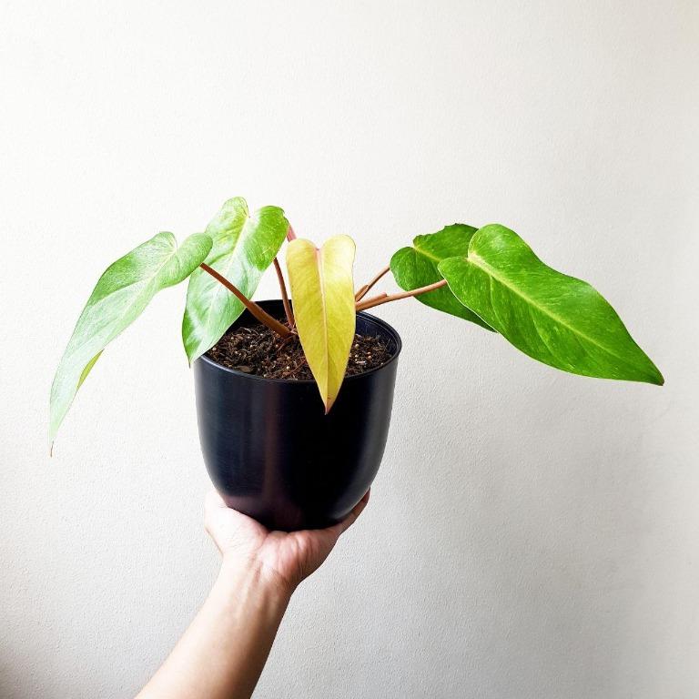 Philodendron Painted Lady Gardening Flowers Plants On Carousell