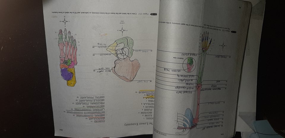 Seeley's Anatomy and Physiology Laboratory Manual by Patton 8th Edition