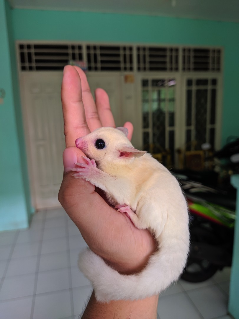 Sugar Glider Leucistic Joey 2 Bulan Jantan Perlengkapan Hewan