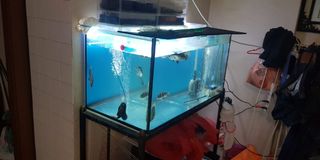 (Category: ) located in . Submitted by appie_pie (Listing ID 1029368744, Image 1). Description: .