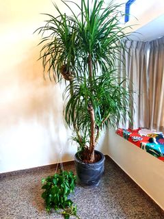 (Category: ) located in . Submitted by nijanshkothari (Listing ID 1029292851, Image 1). Description: .