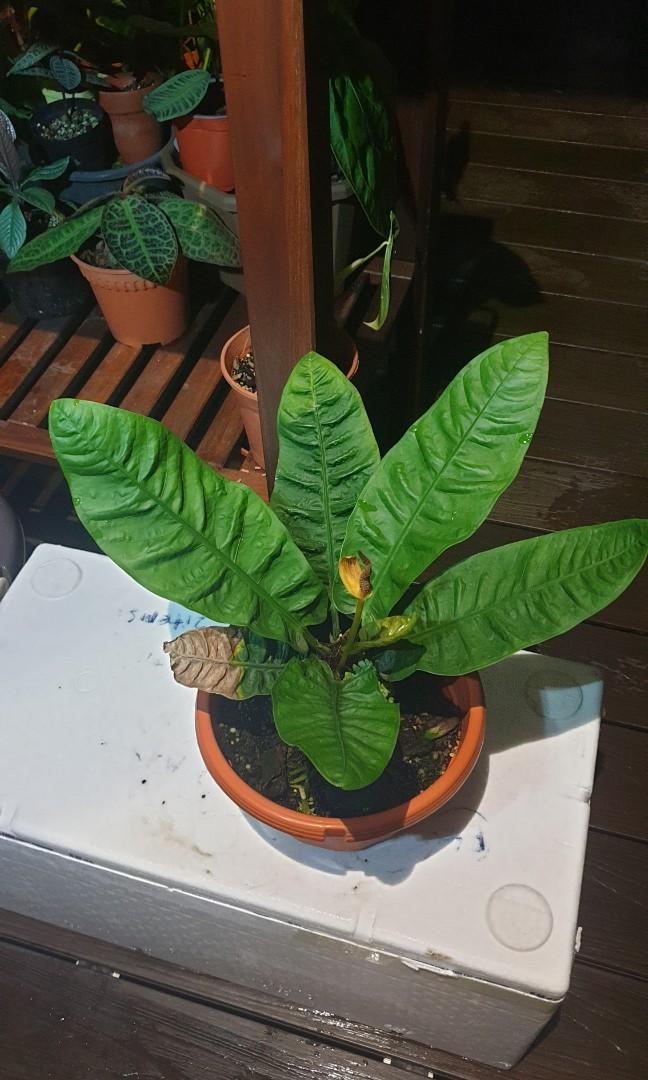 anthurium clarinervium gelbe blätter Anthurium clarinervium kaufen main image 0