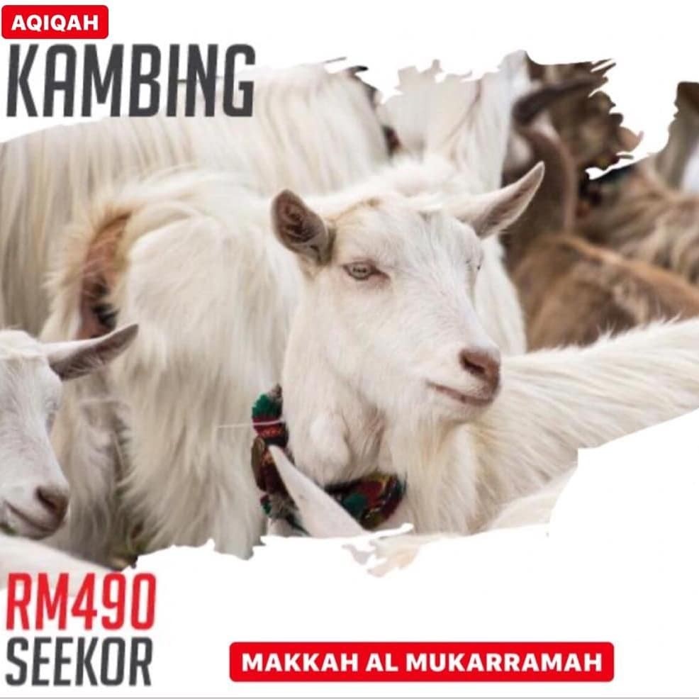 Aqiqah Kambing Di Makkah Akikah Services Others On Carousell