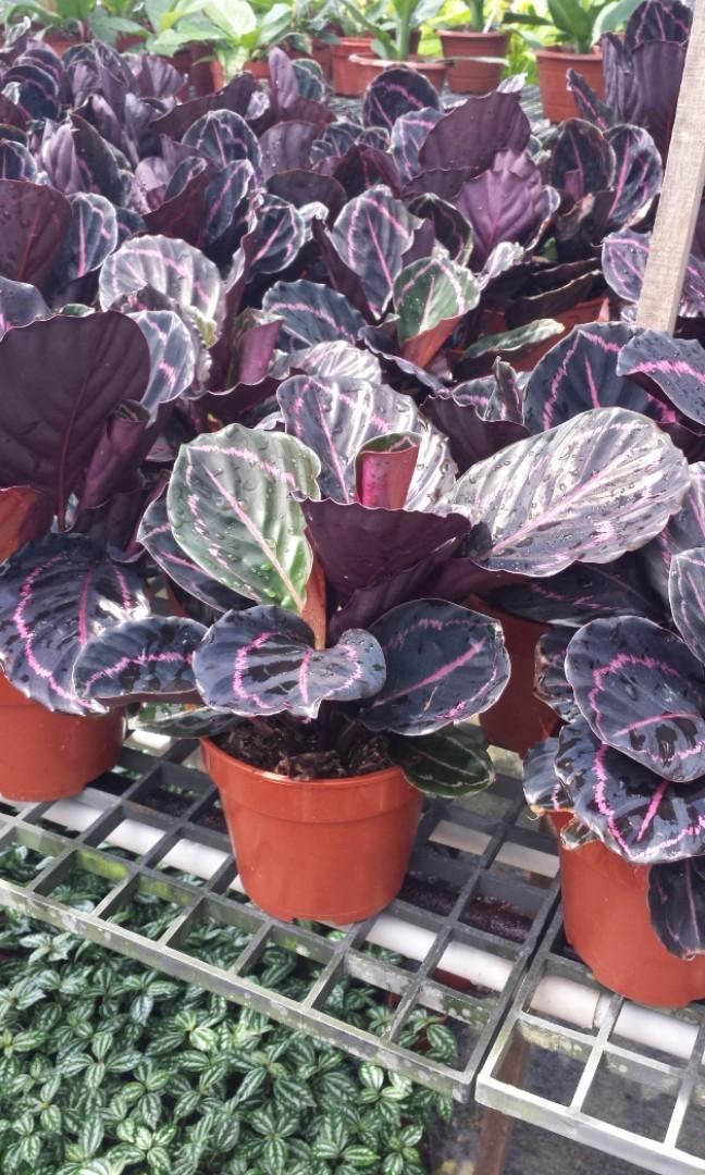 Calathea Roseopicta Dottie , Calathea black lipstick  (15cm pot),  Furniture & Home Living, Gardening, Plants & Seeds on Carousell