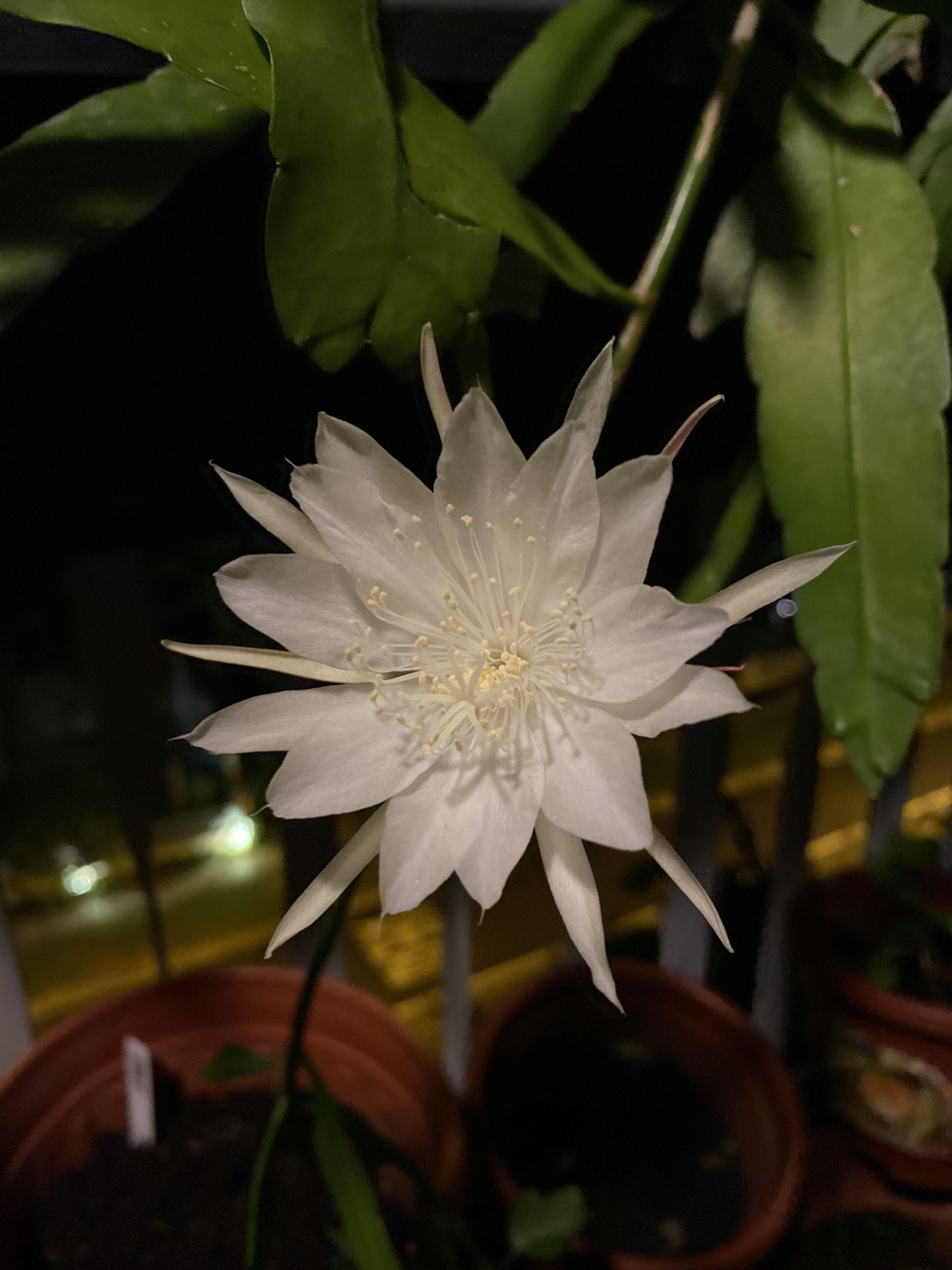 Epiphyllum / Queen of the Night (purple) or ( white
