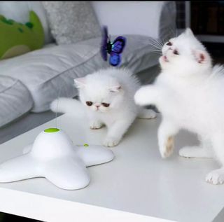 (Category: ) located in . Submitted by pawsitive_love (Listing ID 1022655313, Image 1). Description: .
