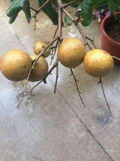 Fruit Trees Gardening Carousell Singapore