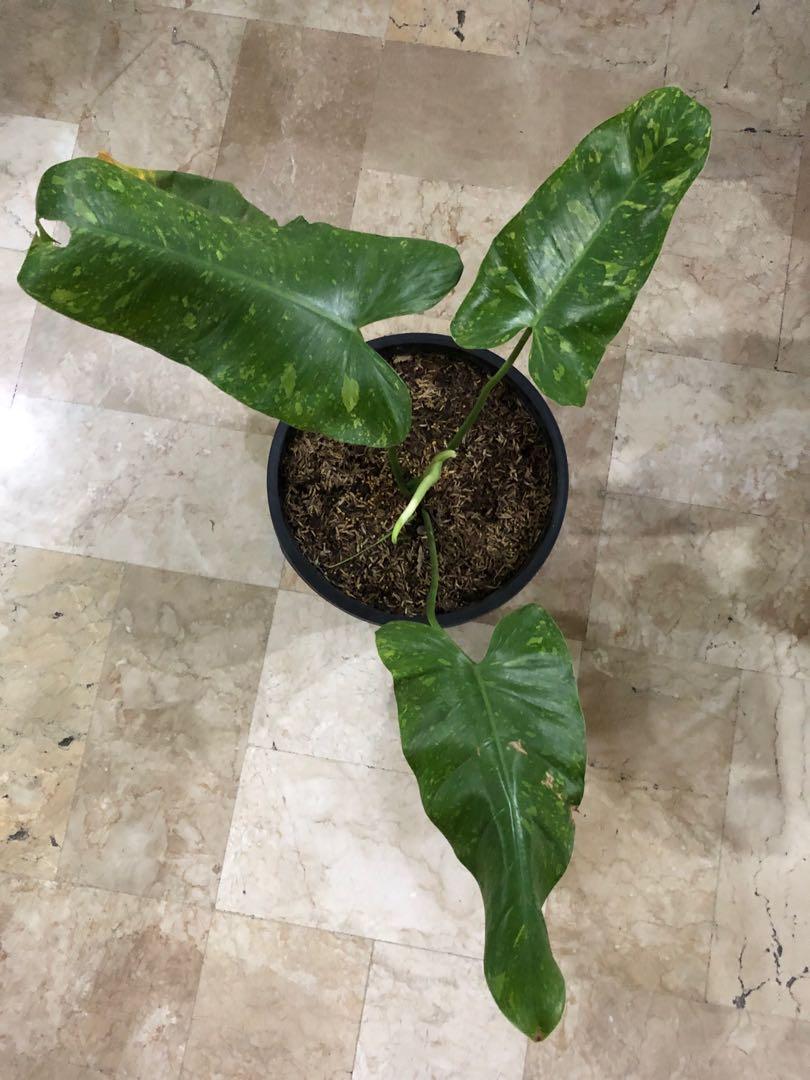 Jose buono philodendron variegated variegata, Furniture & Home Living, Gardening, Plants & Seeds