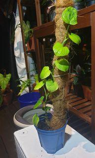 (Category: ) located in . Submitted by gawain (Listing ID 1029346777, Image 1). Description: .
